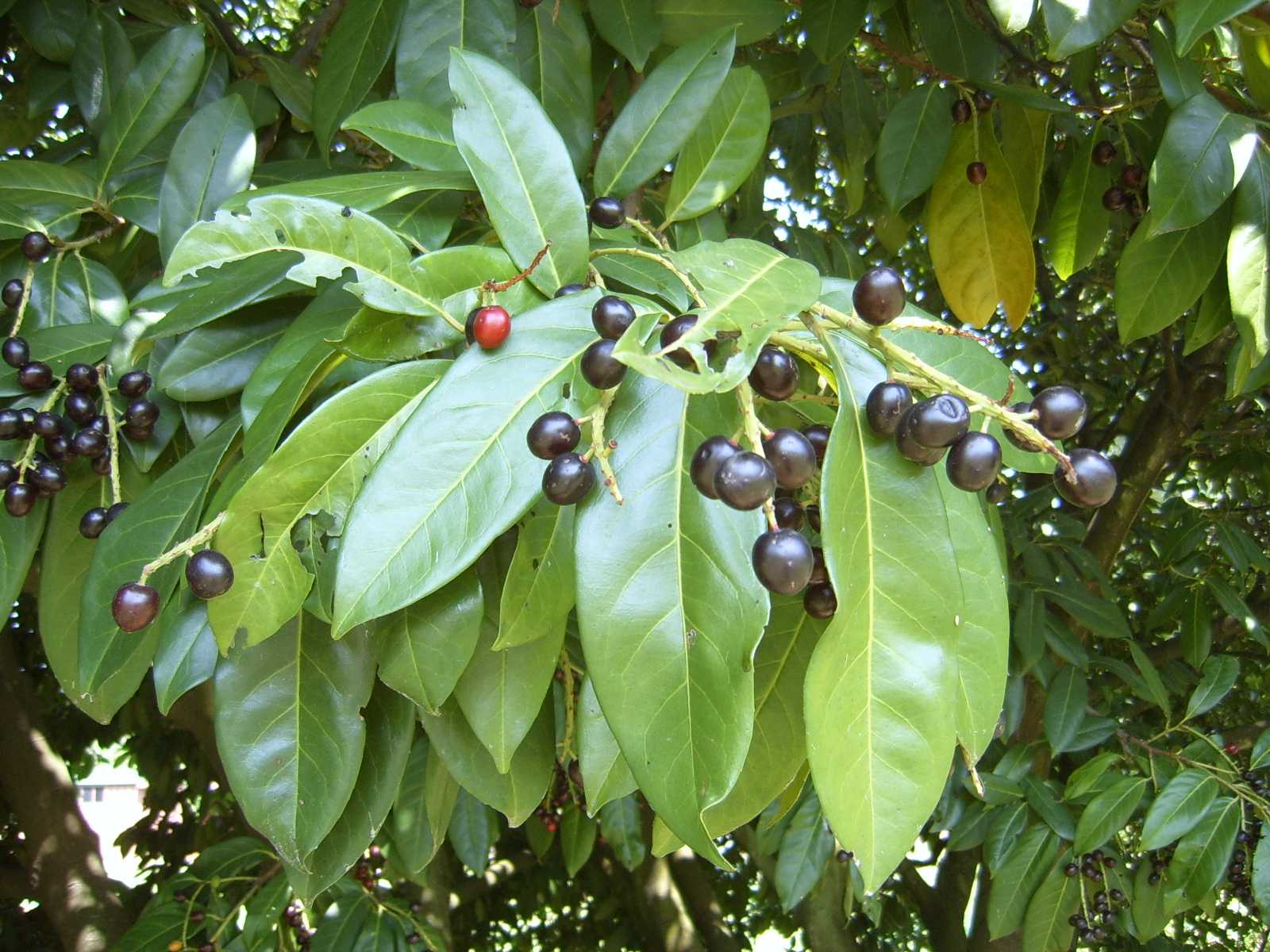 Prunus laurocerasus / Lauroceraso